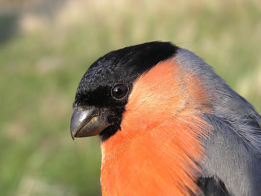 Eurasian Bullfinch, Sundre 20080502